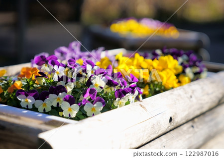 三色堇花 三色堇花 122987016