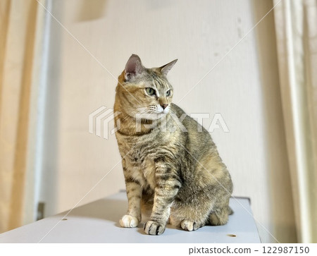 棕色野雞貓坐著回頭看 122987150