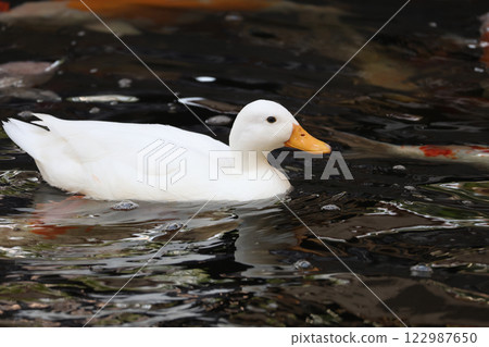 The white Duck is stay in nature garden 122987650