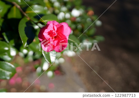 Sasanqua flowers Sasanqua flowers 122987713