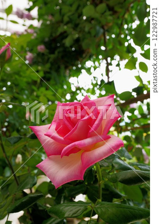 摩納哥玫瑰花公主 122987721