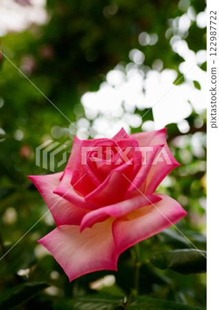 Rose Flower Princess of Monaco 122987722