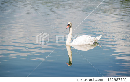 A mute swan living and floating in the lake. The swan is a genus of waterfowl that has the ability to swim and fly with incredible speed and agility. A mute swan living and floating in the lake. The swan is a genus of waterfowl that has the ability to swim and fly with incredible speed and agility. 122987731