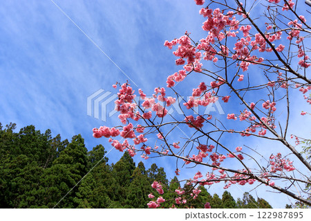 After a spring storm, the double-flowered winter cherry blossoms stand out against the blue sky. 122987895