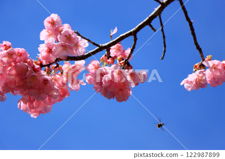 After a spring storm, the double-flowered winter cherry blossoms stand out against the blue sky. After a spring storm, the double-flowered winter cherry blossoms stand out against the blue sky. 122987899