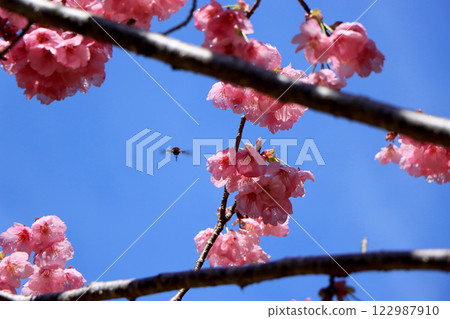 After a spring storm, the double-flowered winter cherry blossoms stand out against the blue sky. 122987910