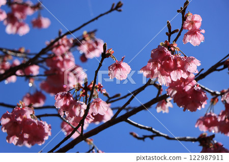 After a spring storm, the double-flowered winter cherry blossoms stand out against the blue sky. After a spring storm, the double-flowered winter cherry blossoms stand out against the blue sky. 122987911