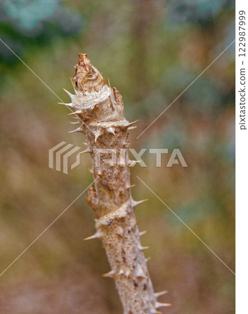 Winter buds of the Araliaceae family 122987999