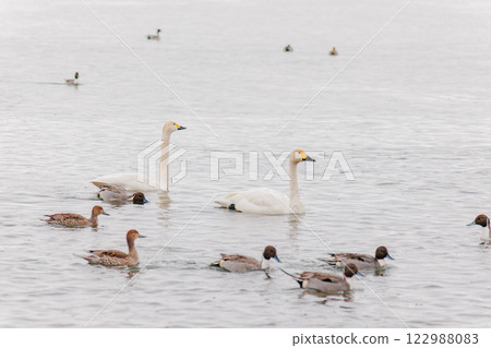 Long-tailed ducks and swans swimming on the lake surface @Lake Inawashiro 122988083