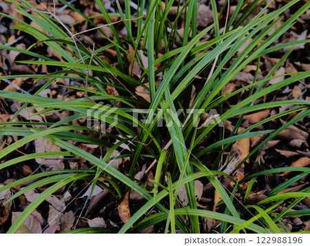 Cymbidium moncotyledonum, a member of the orchid family Cymbidium moncotyledonum, a member of the orchid family 122988196