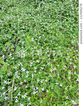 Documida的一面 122988276