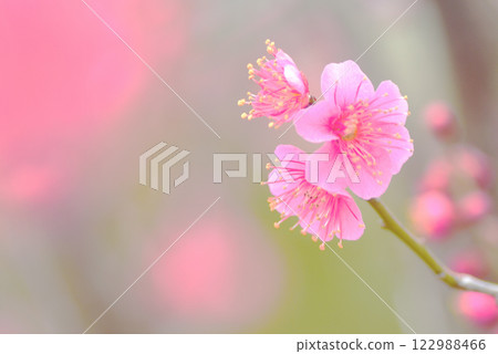 梅花：白梅、紅梅 122988466