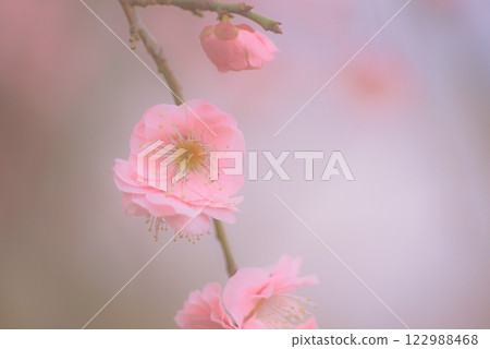 梅花：白梅、紅梅 122988468