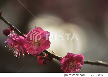 Plum blossoms: White plum blossoms and red plum blossoms 122988470