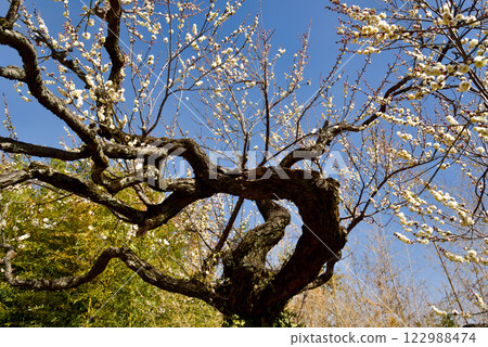 Plum blossoms: White plum blossoms and red plum blossoms Plum blossoms: White plum blossoms and red plum blossoms 122988474