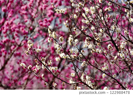Plum blossoms: White plum blossoms and red plum blossoms 122988478