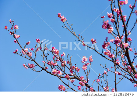 Plum blossoms: White plum blossoms and red plum blossoms Plum blossoms: White plum blossoms and red plum blossoms 122988479