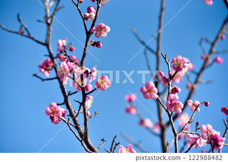 梅花：白梅、紅梅 122988482