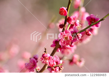 Plum blossoms: White plum blossoms and red plum blossoms Plum blossoms: White plum blossoms and red plum blossoms 122988483