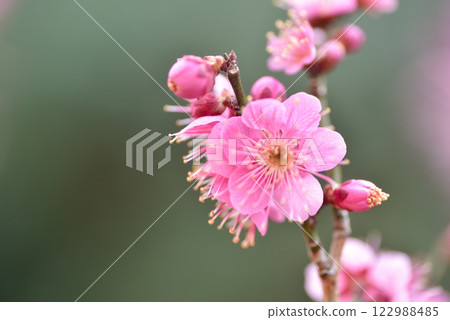 梅花:白梅、紅梅 梅花:白梅、紅梅 122988485