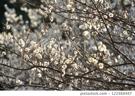 Plum blossoms: White plum blossoms and red plum blossoms Plum blossoms: White plum blossoms and red plum blossoms 122988487