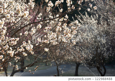 梅花：白梅、紅梅 122988488