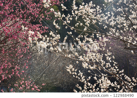 梅花:白梅、紅梅 梅花:白梅、紅梅 122988490