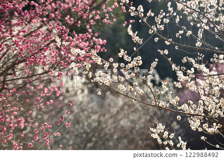 梅花：白梅、紅梅 122988492