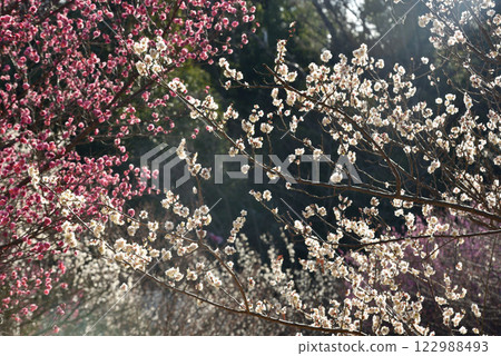 梅花：白梅、紅梅 122988493