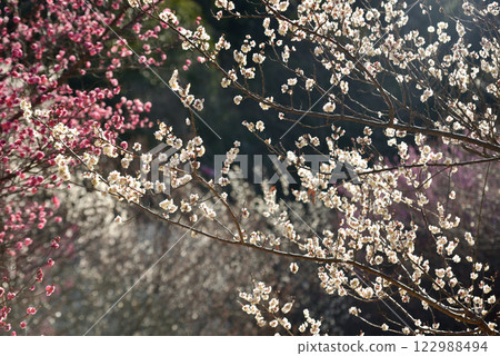Plum blossoms: White plum blossoms and red plum blossoms Plum blossoms: White plum blossoms and red plum blossoms 122988494