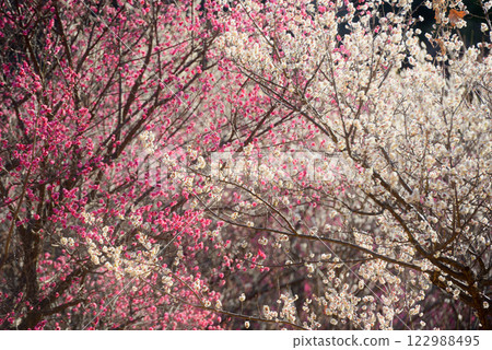 梅花：白梅、紅梅 122988495