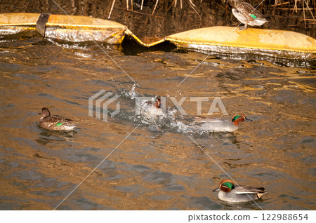 A quarrel between two ducklings on the Yasuragi Embankment of the Shinano River 122988654