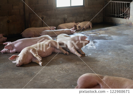 Adult pigs relaxing and nap in farm. Adult pigs relaxing and nap in farm. 122988671