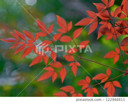 Autumn leaves of nandina (Berberidae) 122988811