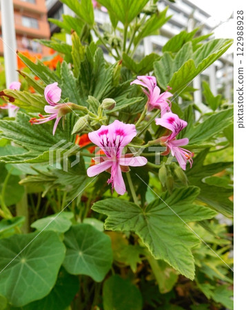 Pelargonium Pelargonium 122988928