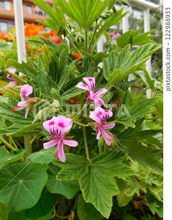 Pelargonium Pelargonium 122988933