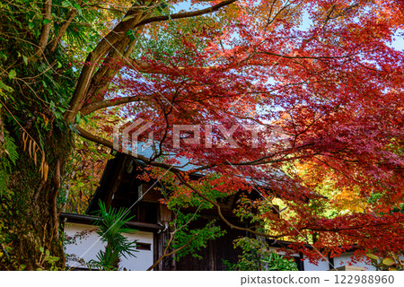 鮮紅的秋葉和寺廟屋頂 122988960