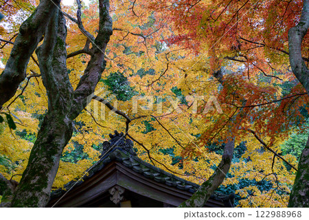 Autumn leaves of large trees and the roof of a temple Autumn leaves of large trees and the roof of a temple 122988968