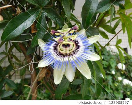 Passion fruit flowers 122988997