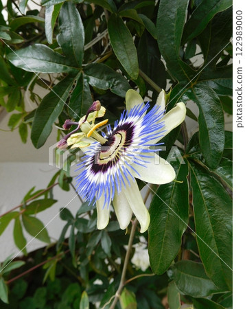 Passion fruit flowers 122989000