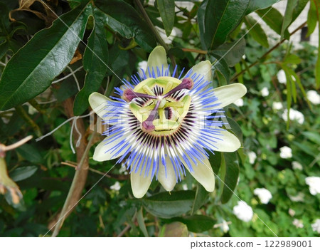 Passion fruit flowers Passion fruit flowers 122989001