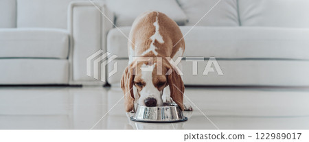 Cute puppy dog beagle portrait eating at home. Adorable pet concept Cute puppy dog beagle portrait eating at home. Adorable pet concept 122989017