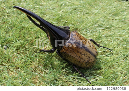 Insect Insect 122989086