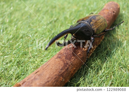 Insect Insect 122989088