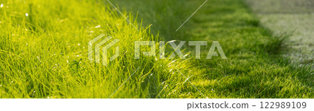 Green juicy grass on the lawn close-up at sunset. The border of the mown lawn. 122989109