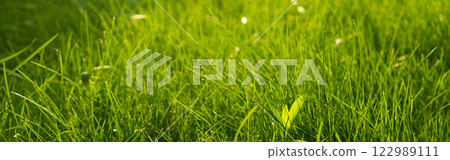 Green juicy grass on the lawn close-up at sunset. The border of the mown lawn. 122989111