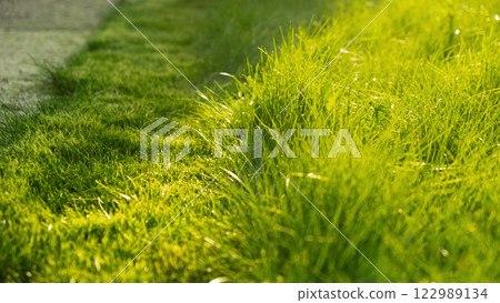 Green juicy grass on the lawn close-up at sunset. The border of the mown lawn. 122989134