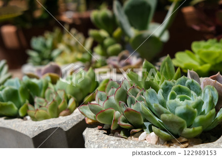 succulents in concrete pots. Collection of potted plants. Sale of plants, seedlings for home 122989153