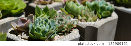 succulents in concrete pots. Collection of potted plants. Sale of plants, seedlings for home 122989161
