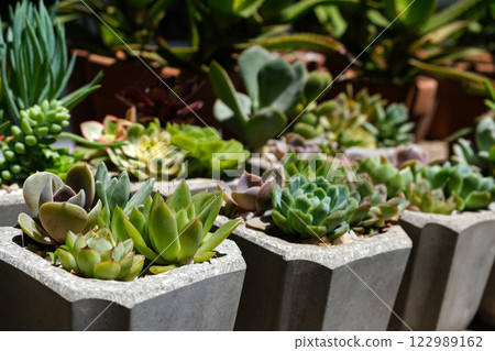 Crassulaceae succulents in concrete pots. Collection of potted plants. Sale of plants, seedlings for home 122989162